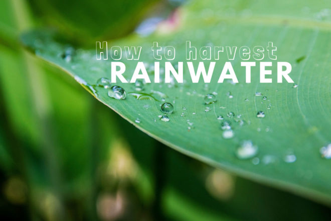 harvest rainwater, harness rainwater, rainwater collection, runoff collection, water conservation, renewable resources, better water use, swales, carnivorous plants rainwater, mushrooms rainwater, green mulch rainwater, green mulch, living mulch rainwater, living mulch, rain barrels