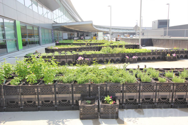jetblue, jetblue farm, jetblue airlines, terminal 5 jfk, john f kennedy airport terminal 5, jfk jetblue terminal, farm at jfk, urban farming, airport farm