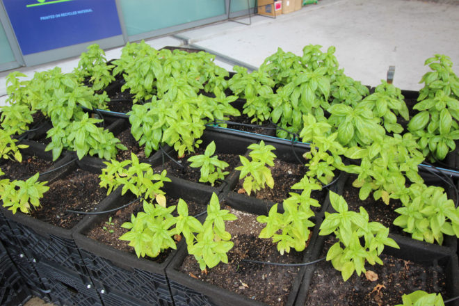 jetblue, jetblue farm, jetblue airlines, terminal 5 jfk, john f kennedy airport terminal 5, jfk jetblue terminal, farm at jfk, urban farming, airport farm