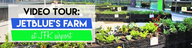 jetblue, jetblue farm, jetblue airlines, terminal 5 jfk, john f kennedy airport terminal 5, jfk jetblue terminal, farm at jfk, urban farming, airport farm