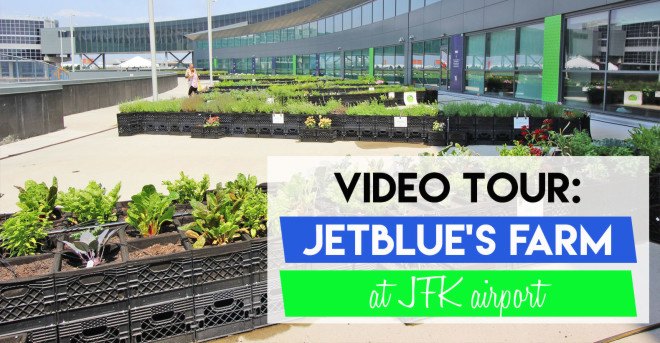 jetblue, jetblue farm, jetblue airlines, terminal 5 jfk, john f kennedy airport terminal 5, jfk jetblue terminal, farm at jfk, urban farming, airport farm