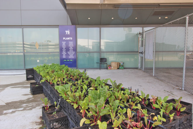 jetblue, jetblue farm, jetblue airlines, terminal 5 jfk, john f kennedy airport terminal 5, jfk jetblue terminal, farm at jfk, urban farming, airport farm