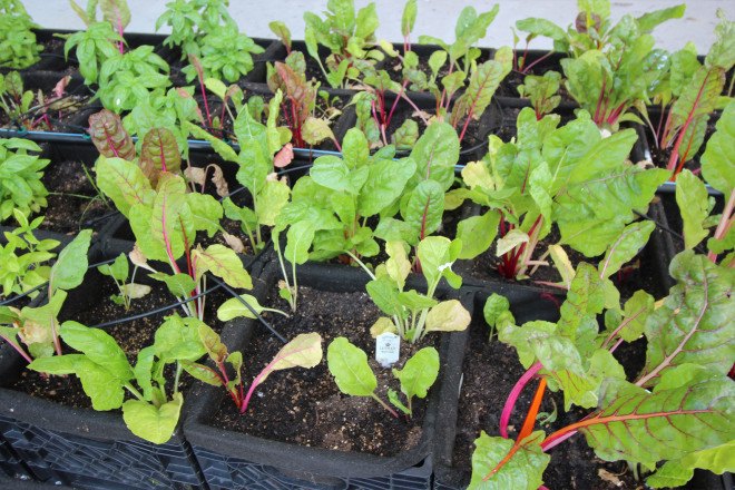 jetblue, jetblue farm, jetblue airlines, terminal 5 jfk, john f kennedy airport terminal 5, jfk jetblue terminal, farm at jfk, urban farming, airport farm