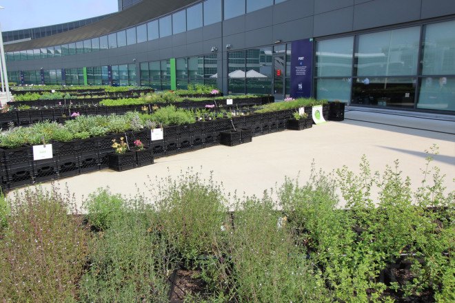 jetblue, jetblue farm, jetblue airlines, terminal 5 jfk, john f kennedy airport terminal 5, jfk jetblue terminal, farm at jfk, urban farming, airport farm
