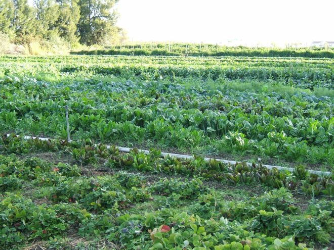 organic farming, organic food, USDA certification, agriculture