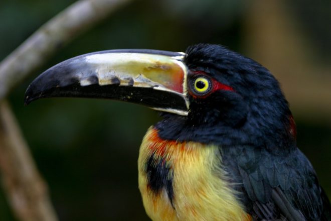 biodiversity, ecosystems, ecology, animals, plants