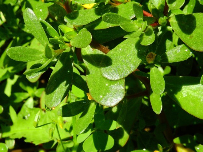 purslane, purslane weed, purslane edible weed