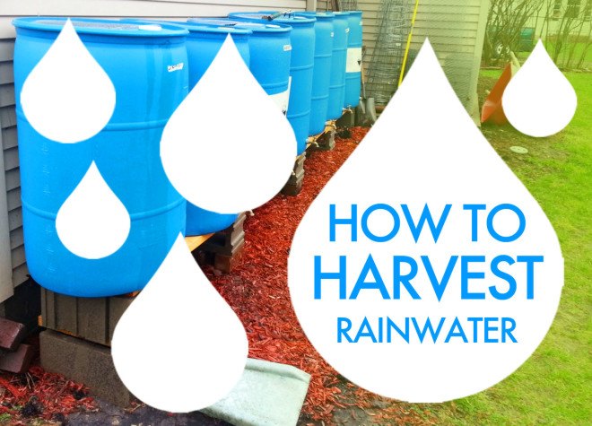 rain barrels, rain water catchement, harvest rainwater, harness rainwater, rainwater collection, runoff collection, water conservation, renewable resources, better water use, swales, carnivorous plants rainwater, mushrooms rainwater, green mulch rainwater, green mulch, living mulch rainwater, living mulch, rain barrels