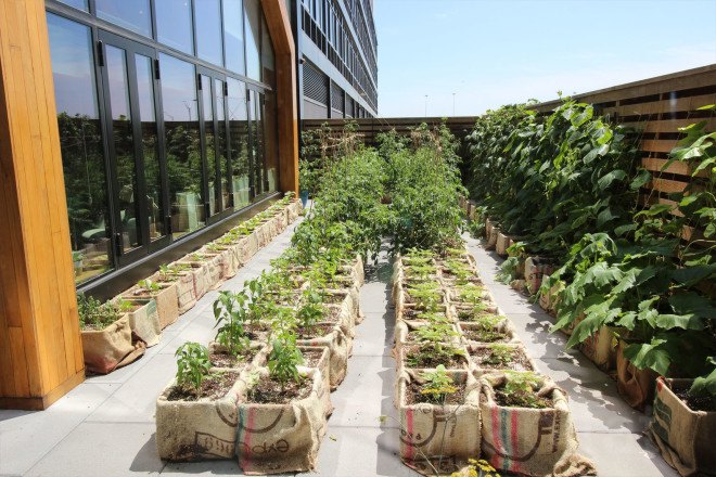 urby, urban farm, ironstate, concrete architects, staten island homes, staten island rentals, urby staten island, apartment building with farm, coffeed staten island, coffeed, leed staten island, urban beehives, urban apiary, bees nyc