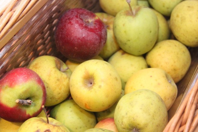 walmart, food waste, fruit, vegetables, ugly fruit, ugly vegetables, i’m perfect, imperfect, produce, grocers, grocery stores, farmers, farming, florida, apples