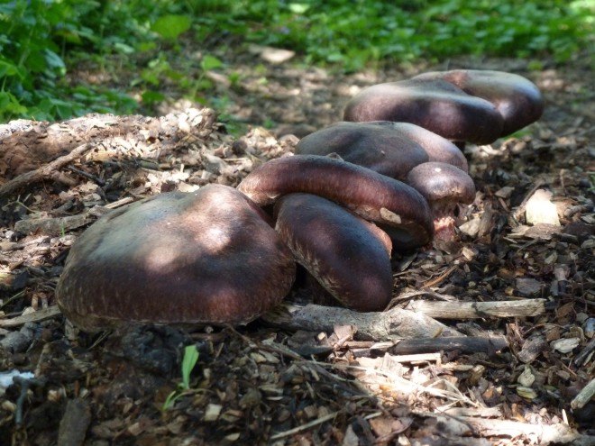 shiitake mushroom, mushroom woodchips, shiitake mushroom woodchips