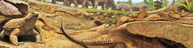 turtles, south africa, fossils, biology, paleontology, research, denver museum of nature and science, reptiles, lizards, Eunotosaurus africanus