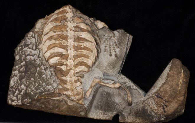 turtles, south africa, fossils, biology, paleontology, research, denver museum of nature and science, reptiles, lizards, Eunotosaurus africanus
