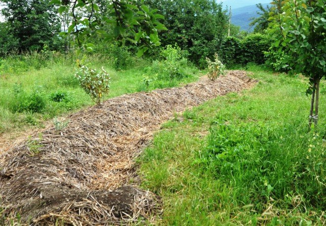 swale, permaculture swale, food forest swale