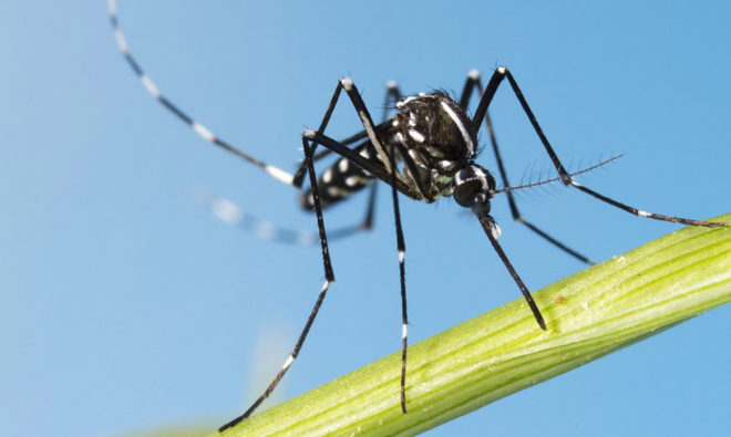 zika, mosquitos, zika virus, disease, fever, illness, pandemic, CDC, death