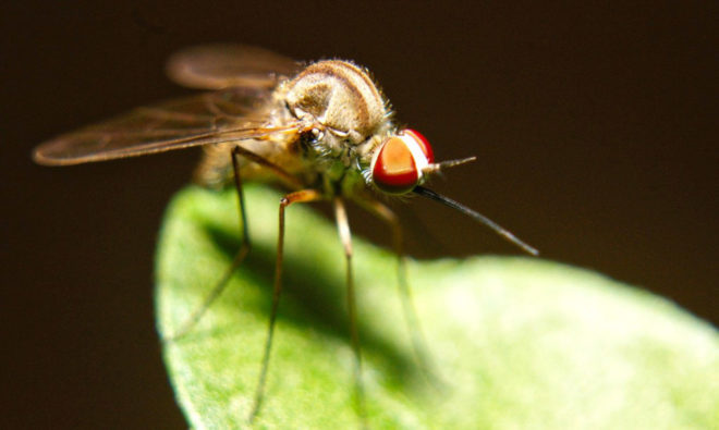 zika, mosquitos, zika virus, disease, fever, illness, pandemic, CDC, death