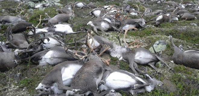 reindeer norway, reindeer killed by lightning, deadly lightning strike, deadly lightning and livestock, reindeer killed in norway, Norwegian Nature Inspectorate, Norwegian Environment Agency