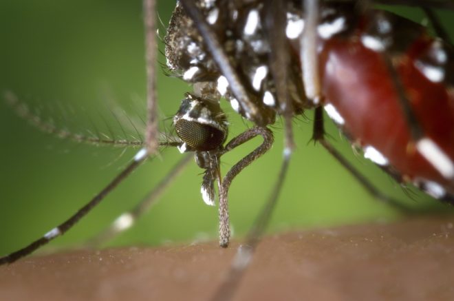 Zika, global warming, deadly diseases