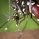 Zika, global warming, deadly diseases