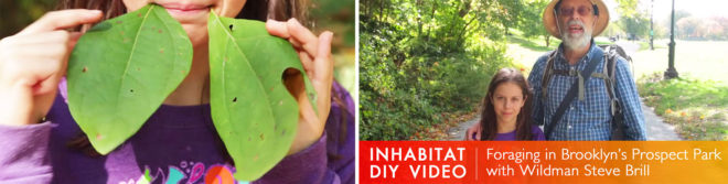 foraging in brooklyn, urban foraging, Wildman Steve Brill, Violet Brill, Foraging for edible plants