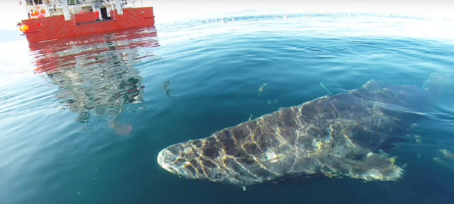 Greenland shark, shark, Greenland sharks, sharks, vertebrate animal, animal, animals, oldest vertebrate animal, longest-lived vertebrate animal, Greenland, radiocarbon dating, biology, science, fish, predator