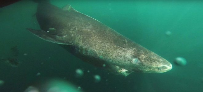 Greenland shark, shark, Greenland sharks, sharks, vertebrate animal, animal, animals, oldest vertebrate animal, longest-lived vertebrate animal, Greenland, radiocarbon dating, biology, science, fish, predator
