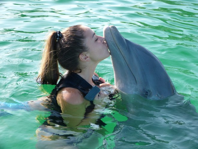 dolphin swimming ban, dolphin swimming hawaii, dolphin swimming ban hawaii, hawaii dolphins, hawaii spinner dolphins, national marine fisheries service, spinner dolphins stress, spinner dolphins tourism