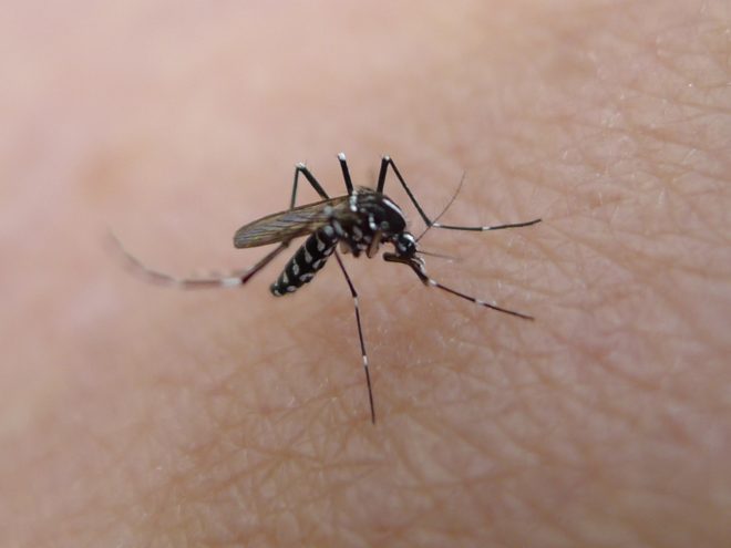 mosquito, mosquitoes, mosquito Zika