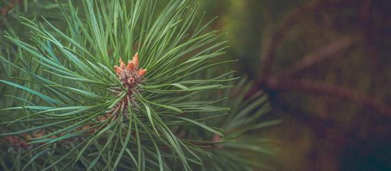 adonis tree, adonis pine tree, adonis bosnian pine, adonis greek tree, oldest european tree, oldest known tree in europe, oldest tree in europe, oldest pine tree