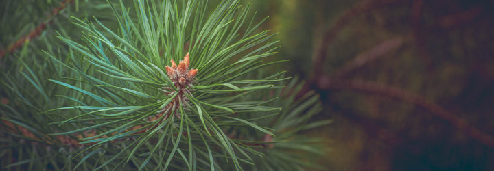 adonis tree, adonis pine tree, adonis bosnian pine, adonis greek tree, oldest european tree, oldest known tree in europe, oldest tree in europe, oldest pine tree