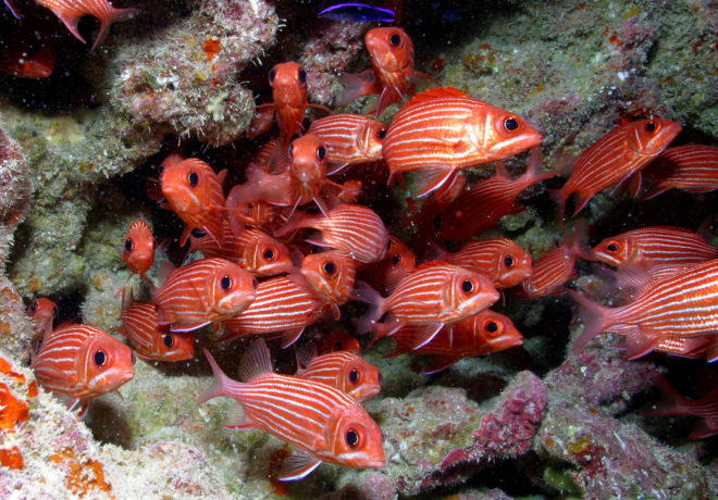 president barack obama, barack obama, hawaii, marine reserve, ocean protections, Papahānaumokuākea Marine National Monument, world's largest marine reserve