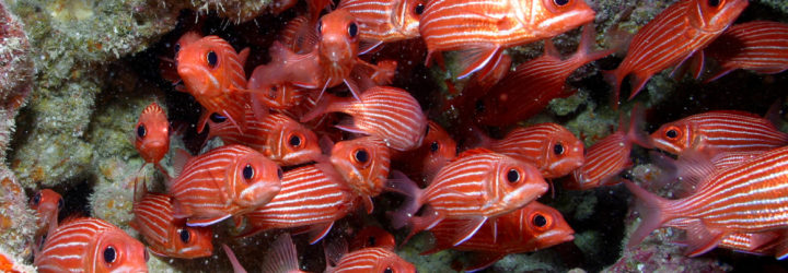 president barack obama, barack obama, hawaii, marine reserve, ocean protections, Papahānaumokuākea Marine National Monument, world's largest marine reserve