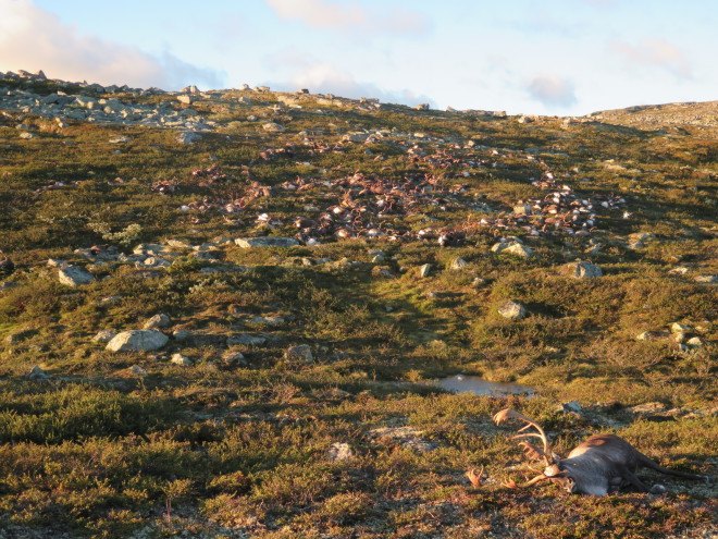 reindeer norway, reindeer killed by lightning, deadly lightning strike, deadly lightning and livestock, reindeer killed in norway, Norwegian Nature Inspectorate, Norwegian Environment Agency