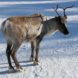 Anthrax, global warming, deadly diseases