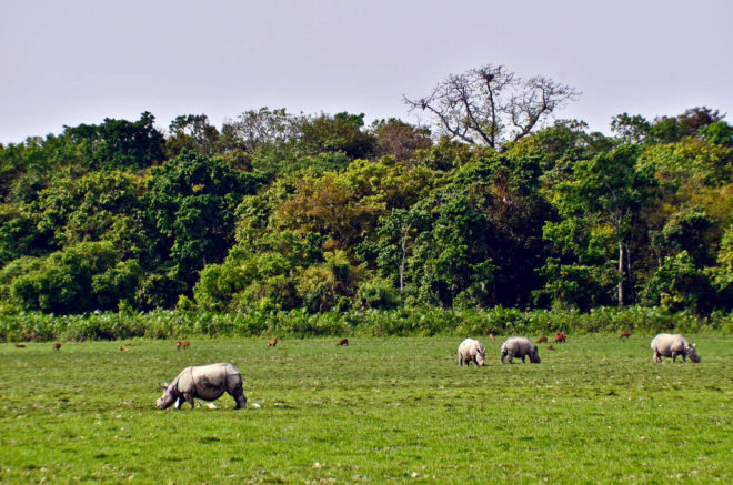 india, Kaziranga National Park, rhino, rhinoceros, one-horned rhino, Rhinoceros unicornis, rhinos drowned in monsoon flood, flood, monsoon