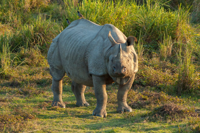 india, Kaziranga National Park, rhino, rhinoceros, one-horned rhino, Rhinoceros unicornis, rhinos drowned in monsoon flood, flood, monsoon