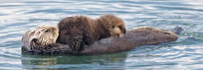 southern sea otters killed, southern sea otter reward, california sea otter killed, southern sea otter protected species, The U.S. Fish and Wildlife Service sea otter reward, California Department of Fish and Wildlife sea otter reward