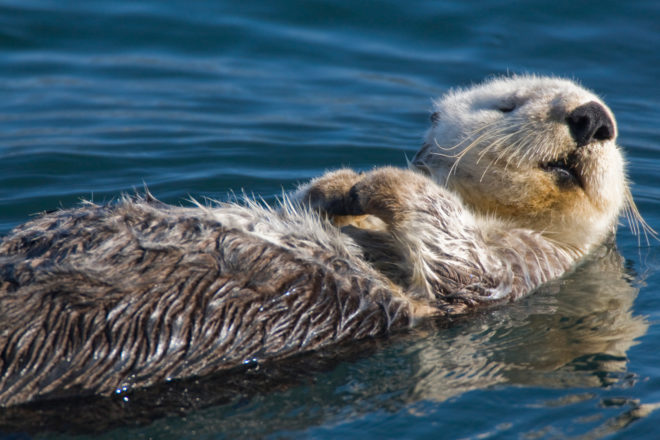 southern sea otters killed, southern sea otter reward, california sea otter killed, southern sea otter protected species, The U.S. Fish and Wildlife Service sea otter reward, California Department of Fish and Wildlife sea otter reward