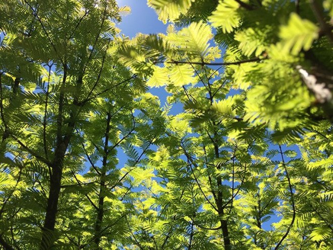 spencer finch, lost man creek, dawn redwoods, miniature redwood forest in brooklyn, metrotech commons, living tree art installation