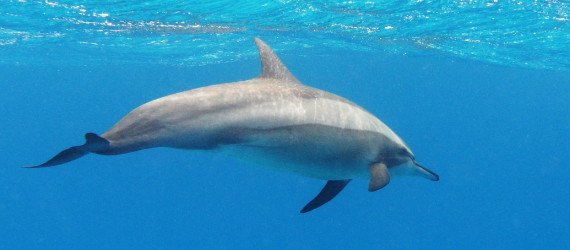 dolphin swimming ban, dolphin swimming hawaii, dolphin swimming ban hawaii, hawaii dolphins, hawaii spinner dolphins, national marine fisheries service, spinner dolphins stress, spinner dolphins tourism