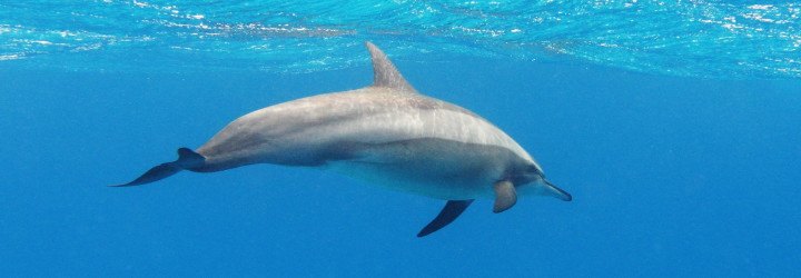 dolphin swimming ban, dolphin swimming hawaii, dolphin swimming ban hawaii, hawaii dolphins, hawaii spinner dolphins, national marine fisheries service, spinner dolphins stress, spinner dolphins tourism