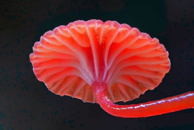 Steve Axford, new fungi photos, China fungi, Thailand fungi, Amanita hemibapha eggs, Cookeina Tricholoma fungi,