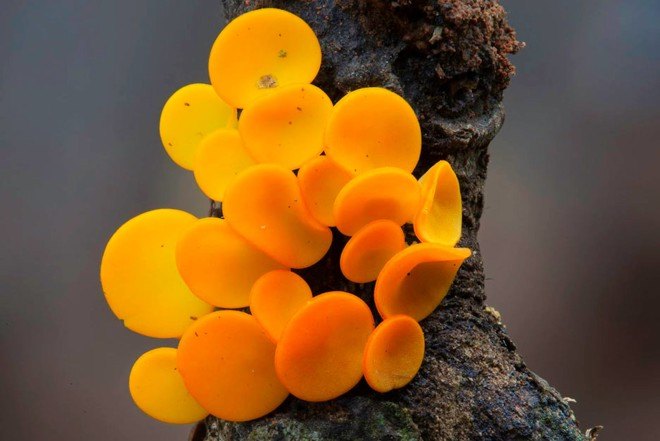 Steve Axford, new fungi photos, China fungi, Thailand fungi, Amanita hemibapha eggs, Cookeina Tricholoma fungi,