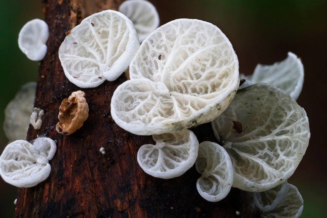 Steve Axford, new fungi photos, China fungi, Thailand fungi, Amanita hemibapha eggs, Cookeina Tricholoma fungi,
