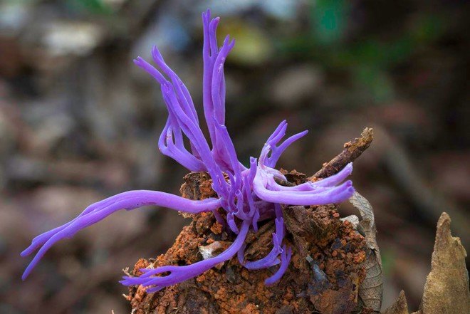 Steve Axford, new fungi photos, China fungi, Thailand fungi, Amanita hemibapha eggs, Cookeina Tricholoma fungi,