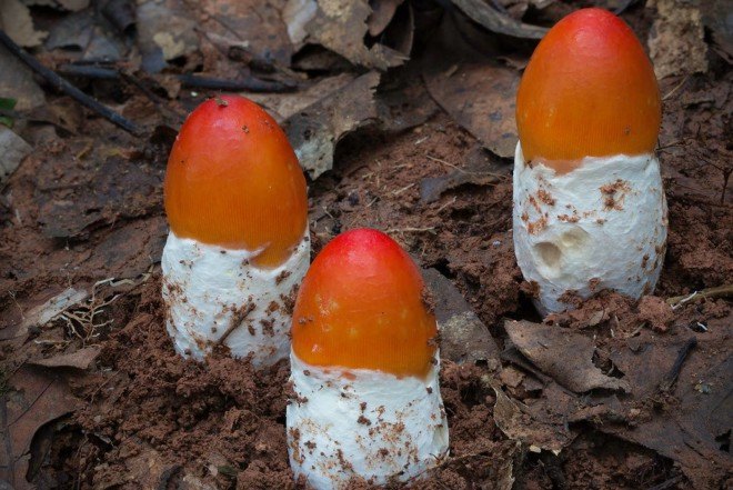 Steve Axford, new fungi photos, China fungi, Thailand fungi, Amanita hemibapha eggs, Cookeina Tricholoma fungi,