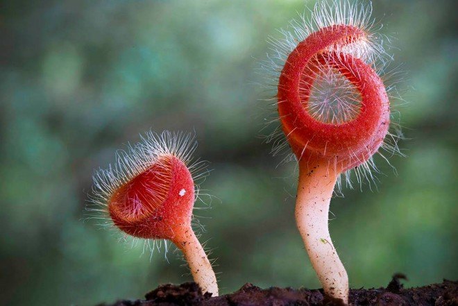 Steve Axford, new fungi photos, China fungi, Thailand fungi, Amanita hemibapha eggs, Cookeina Tricholoma fungi,