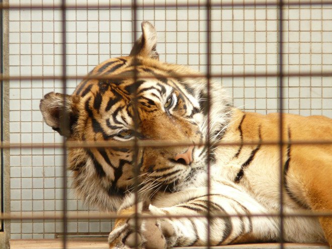 Tigers, tiger, Xiongsen Bear and Tiger Mountain Village, China, Asia, tiger farms, tiger breeding, illegal tiger trafficking, World Wildlife Fund, tiger wine, tiger captivity, animal abuse, animals