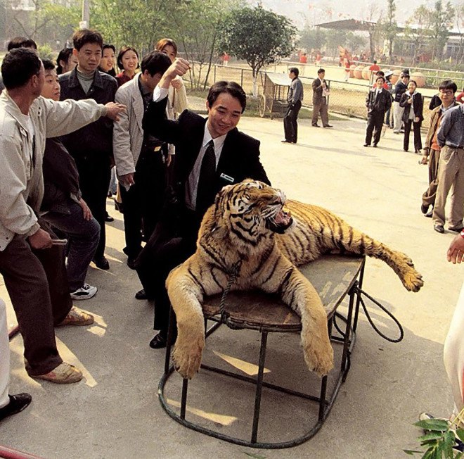 Tigers, tiger, Xiongsen Bear and Tiger Mountain Village, China, Asia, tiger farms, tiger breeding, illegal tiger trafficking, World Wildlife Fund, tiger wine, tiger captivity, animal abuse, animals