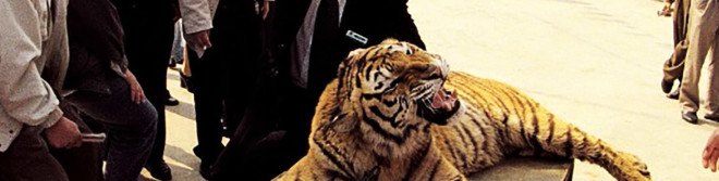 Tigers, tiger, Xiongsen Bear and Tiger Mountain Village, China, Asia, tiger farms, tiger breeding, illegal tiger trafficking, World Wildlife Fund, tiger wine, tiger captivity, animal abuse, animals